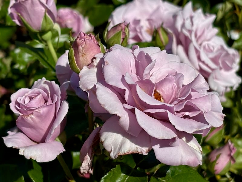 Rosa ‘Sterling Silver’