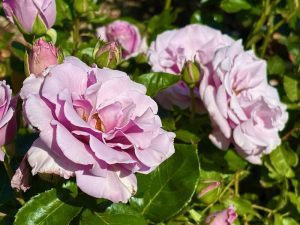 Rosa ‘Sterling Silver’ | Online Flower Garden