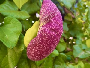 Aristolochia littoralis | Online Flower Garden