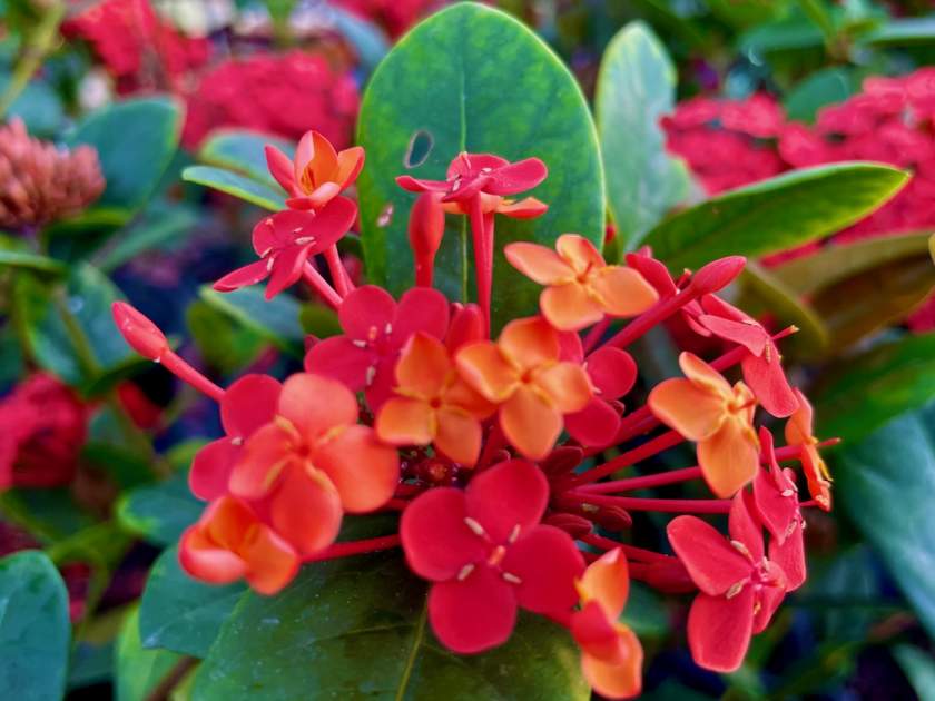 Ixora-coccinea-Maui-Red | Online Flower Garden Ixora coccinea 'Maui Red'