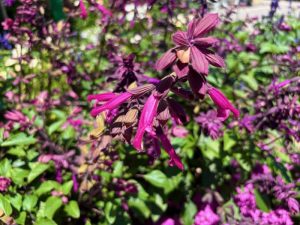Salvia ‘Skyscraper™ Dark Purple’ | Online Flower Garden