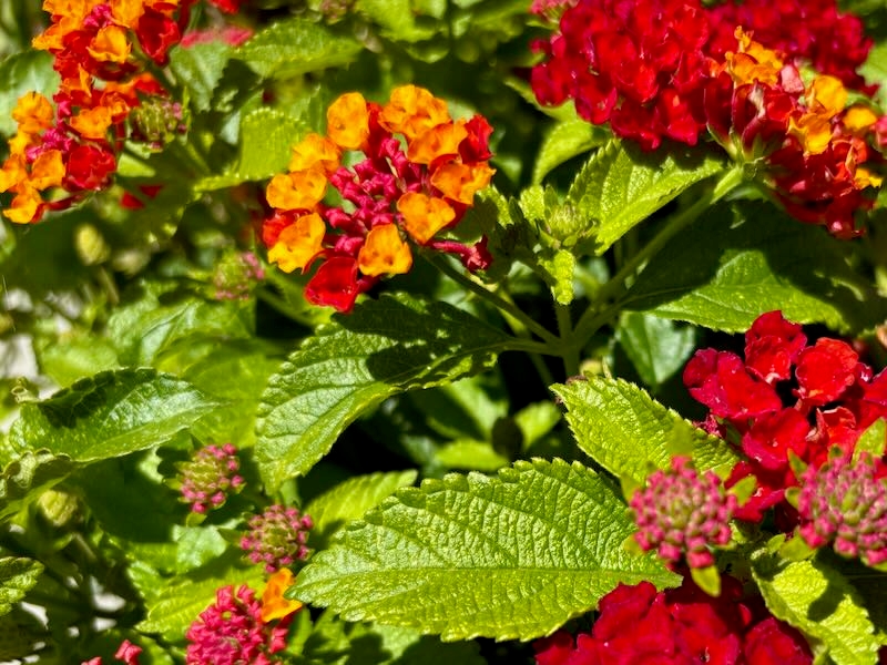 Lantana ‘Hot Blooded® Red’