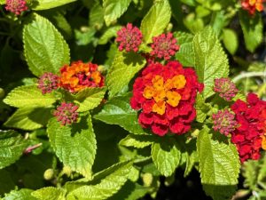 Lantana ‘Hot Blooded® Red’