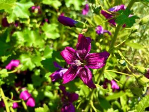 Lavatera ‘Black Heart’