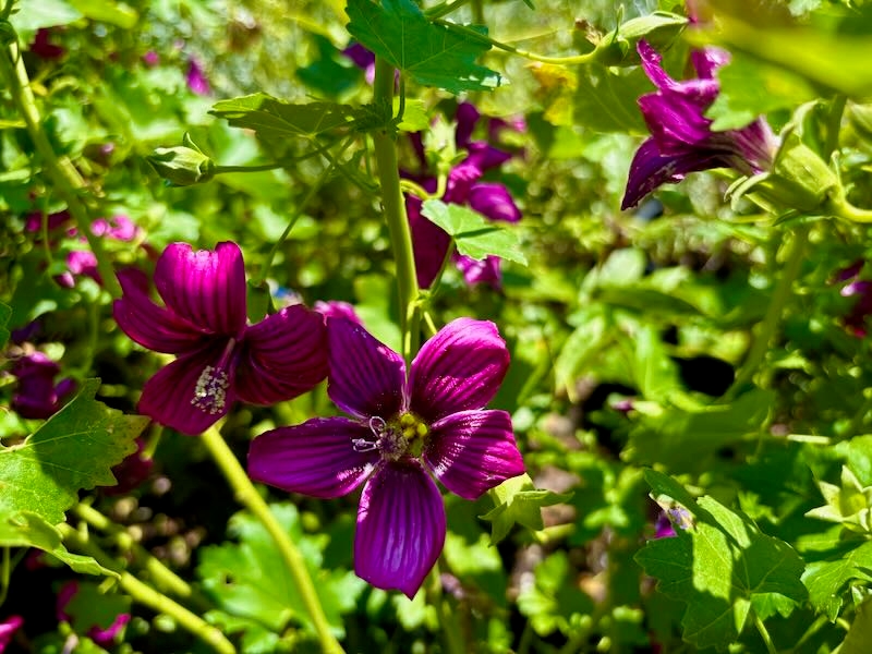 Lavatera-Black-Heart | Online Flower Garden Lavatera ‘Black Heart’