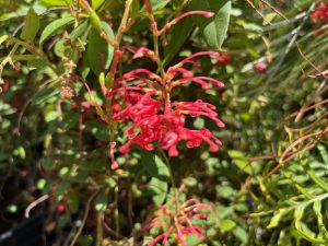 Grevillea rhyolitica ‘Deua Flame’