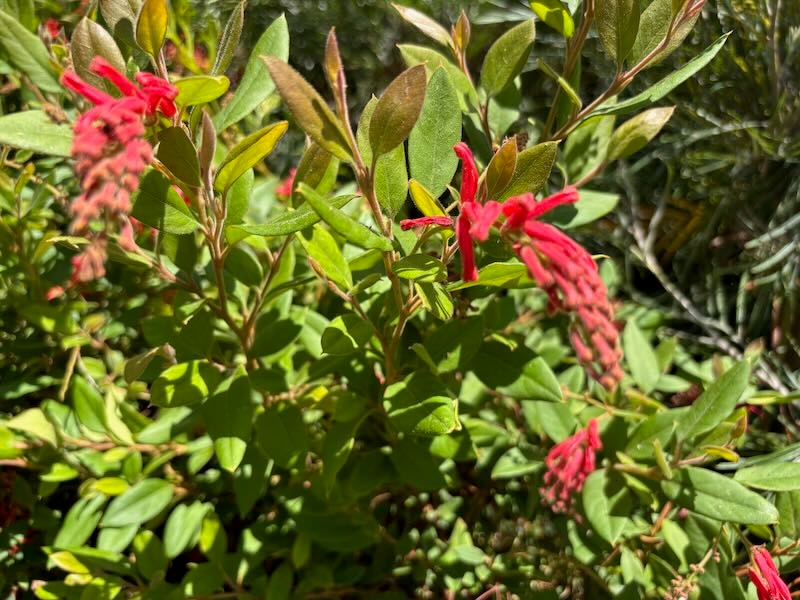 Grevillea-rhyolitica-Deua-Flame | Online Flower Garden Grevillea rhyolitica ‘Deua Flame’