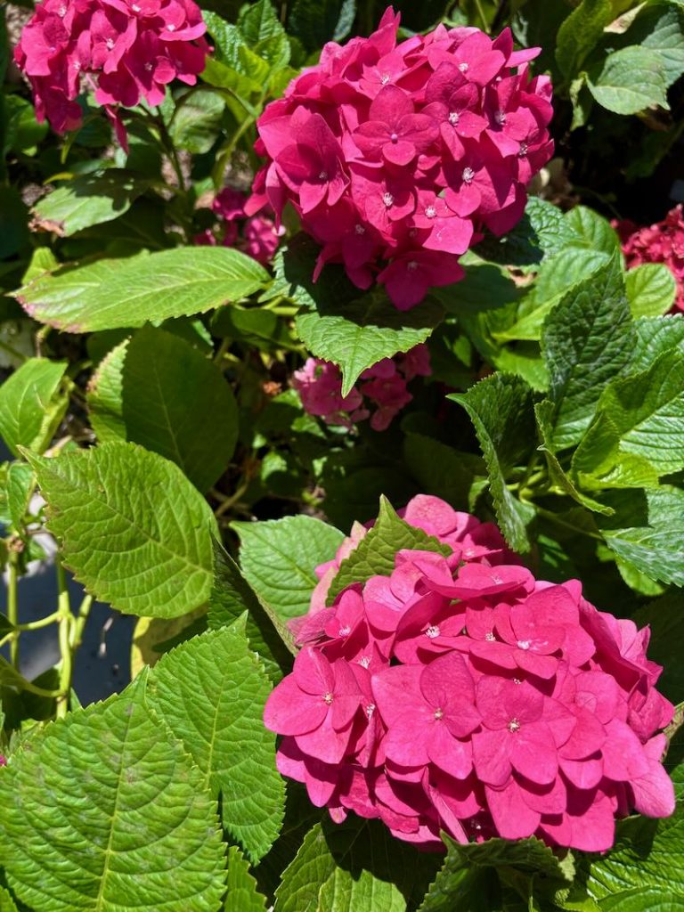 Hydrangea-macrophylla-Monred | Online Flower Garden Hydrangea macrophylla ‘Monred’, Red N’ Pretty®