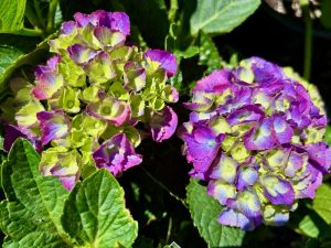 Hydrangea Seaside Serenade® 'Newport' | Online Flower Garden