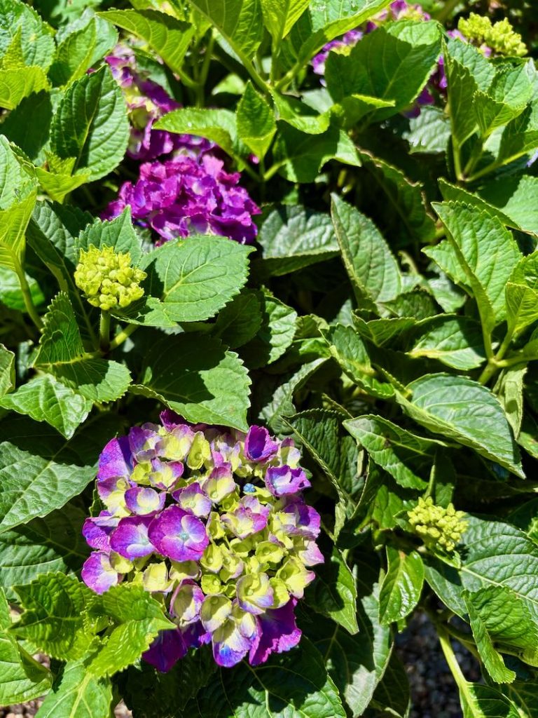 Hydrangea Seaside Serenade® 'Newport'