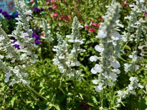 Salvia ‘White Flame’ | Online Flower Garden