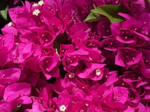 Bougainvillea ‘Purple Princess’ | Online Flower Garden