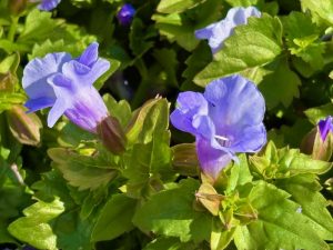 Torenia ‘Summer Wave® Trailing Large Blue’ | Online Flower Garden