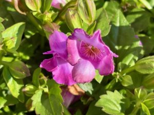 Torenia ‘Summer Wave® Trailing Large Amethyst’ | Online Flower Garden