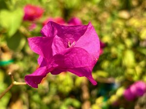 Bougainvillea ‘James Walker’ | Online Flower Garden