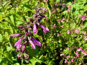 Salvia ‘Pink Amistad’ | Online Flower Garden