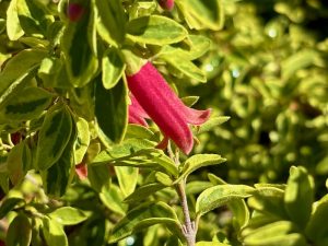 Adenanthos sericeus | Online Flower Garden