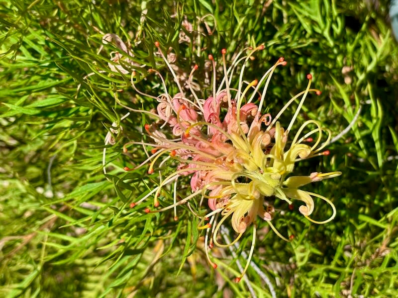 Grevillea ‘Peaches and Cream’