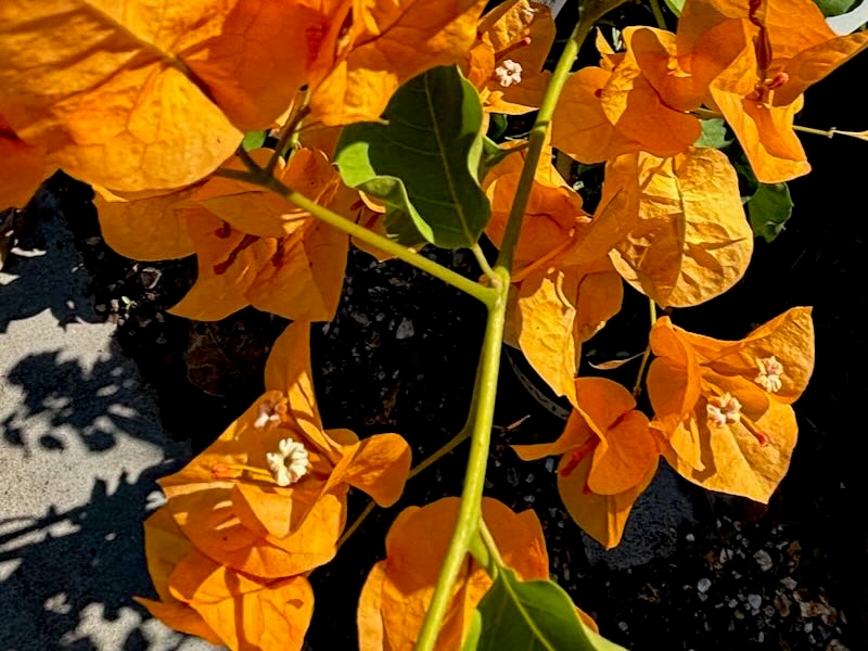 Bougainvillea 'Gold Rush'