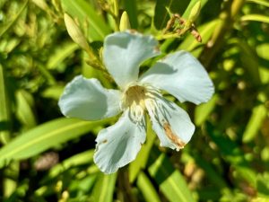 Nerium oleander ‘Sister Agnes’ | Online Flower Garden