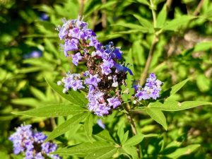 Vitex agnus-castus | Online Flower Garden