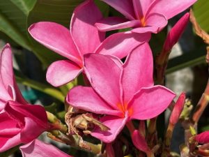 Plumeria ‘Candy Pink’ | Online Flower Garden