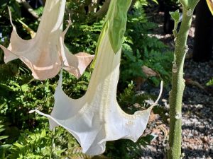 Brugmansia ‘Sweet Dreams’ | Online Flower Garden