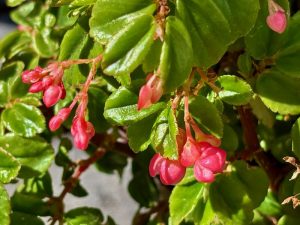 Begonia fuchsioides | Online Flower Garden