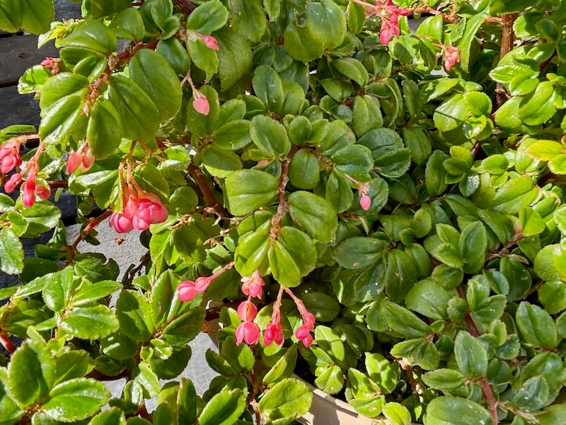 Begonia fuchsioides