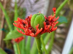 Jatropha podagrica