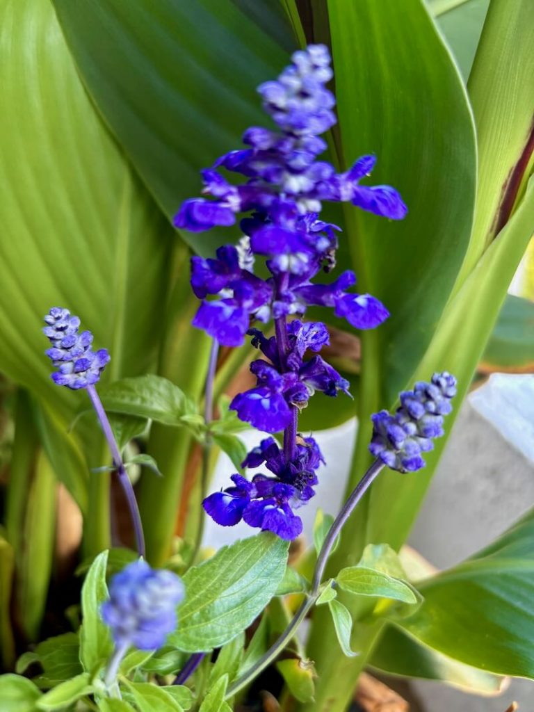 Salvia farinacea ‘Victoria™ Blue’, Mealy Sage
