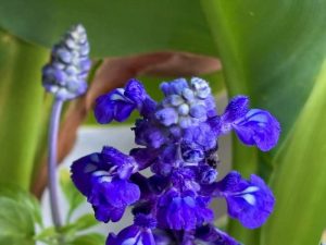 Salvia farinacea ‘Victoria™ Blue’, Mealy Sage | Online Flower Garden