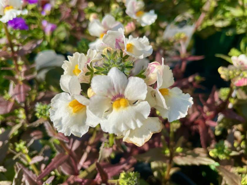 Nemesia-Nesia-Snow-Angel | Online Flower Garden Nemesia 'Nesia™ Snow Angel'