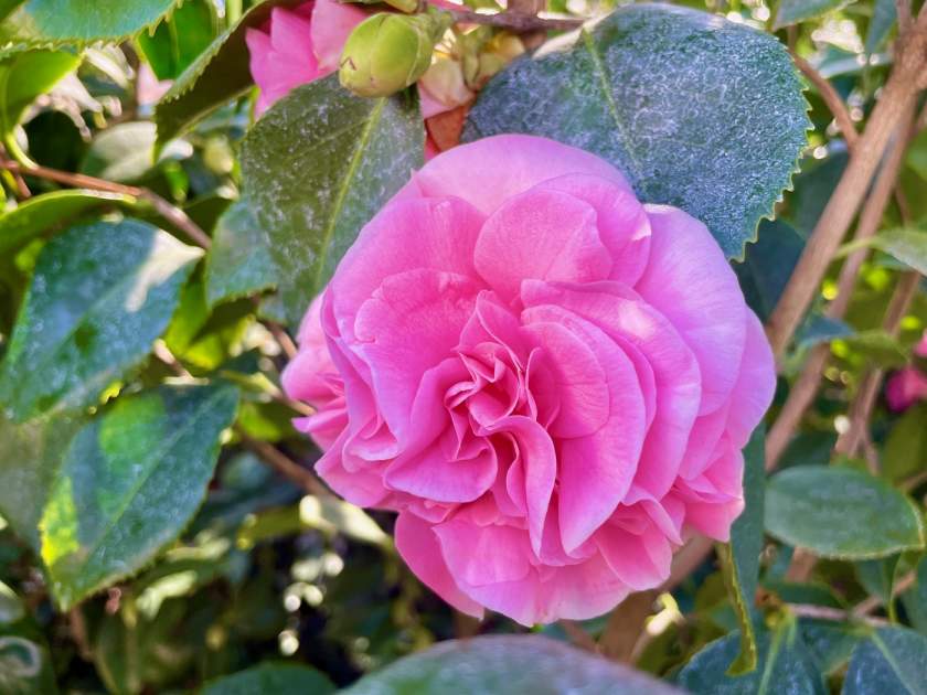 Camellia japonica 'Debutante'