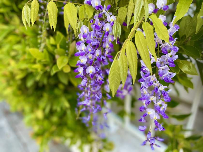 Wisteria-sinensis | Online Flower Garden Wisteria sinensis