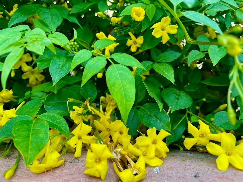 Chrysojasminum humile
