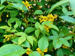 Chrysojasminum humile | Online Flower Garden