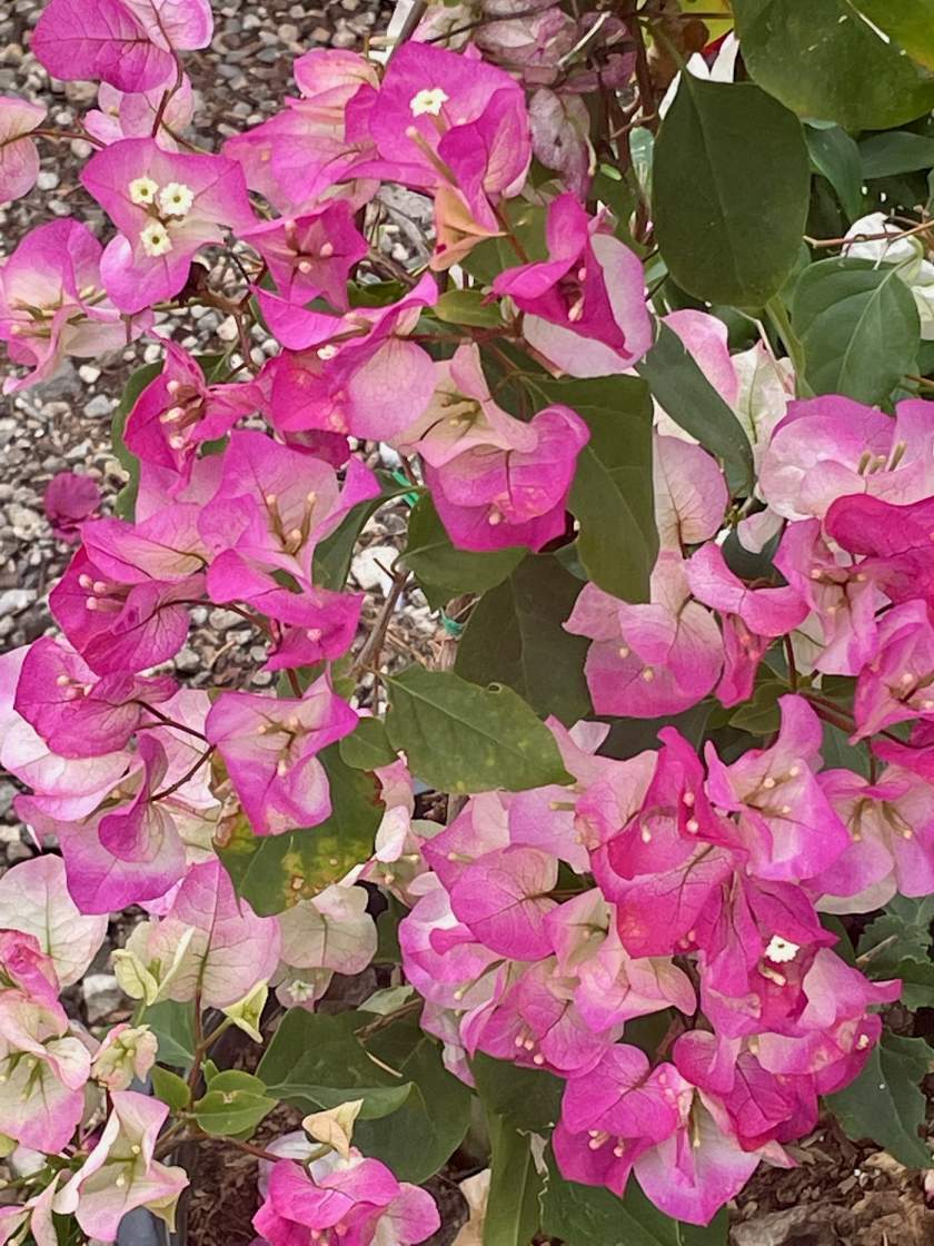 Bougainvillea 'Imperial Thai Delight'