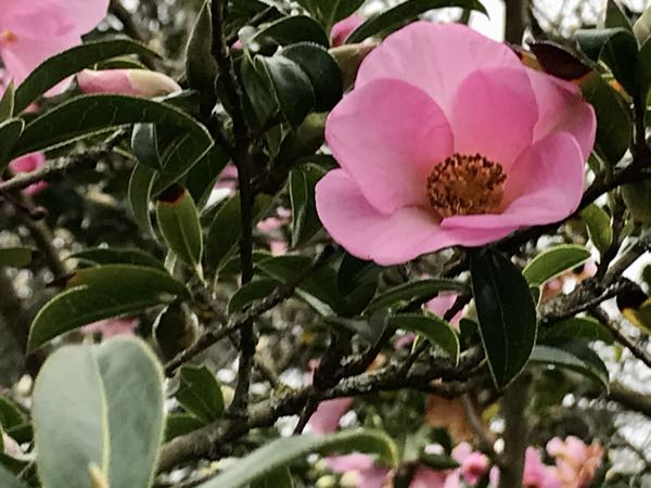Theaceae Camellia saluenensis 'Dogrose'