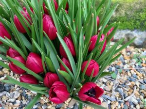 Tulipa humilis 'Lilliput' | Online Flower Garden