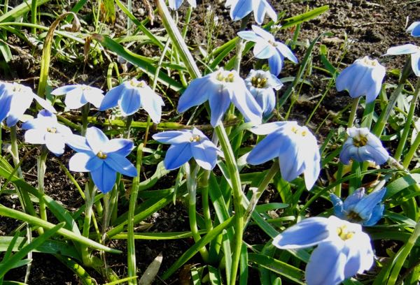 Ipheion 'Rolf Fiedler' or Tristagma 'Rolf Fiedler'