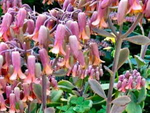 Kalanchoe laxiflora | Online Flower Garden