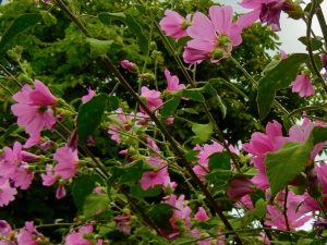Lavatera clementii ‘Bredon Springs’