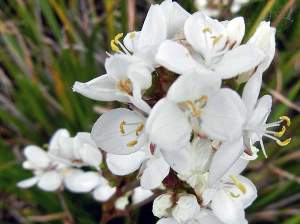 Libertia formosa | Online Flower Garden