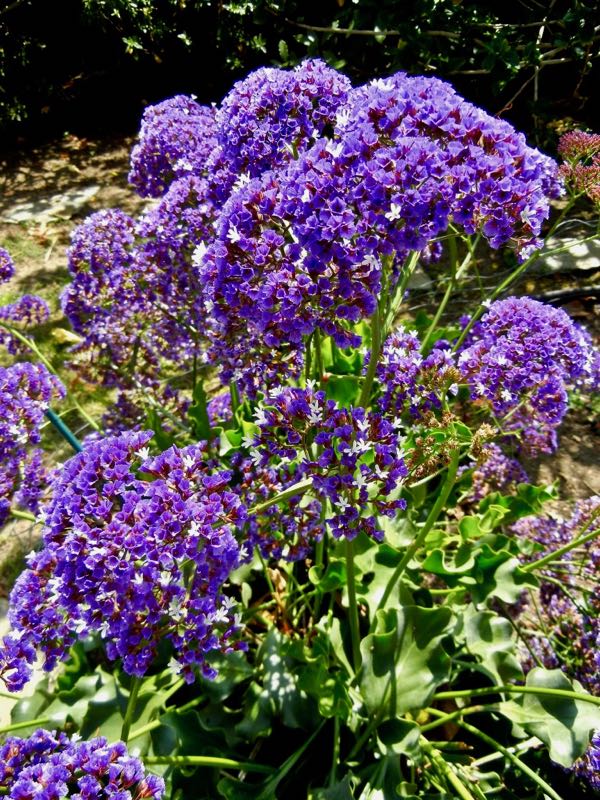 Limonium sinuatum