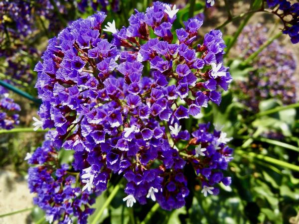 Limonium sinuatum
