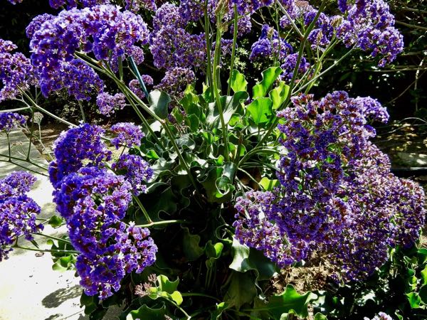 Limonium sinuatum