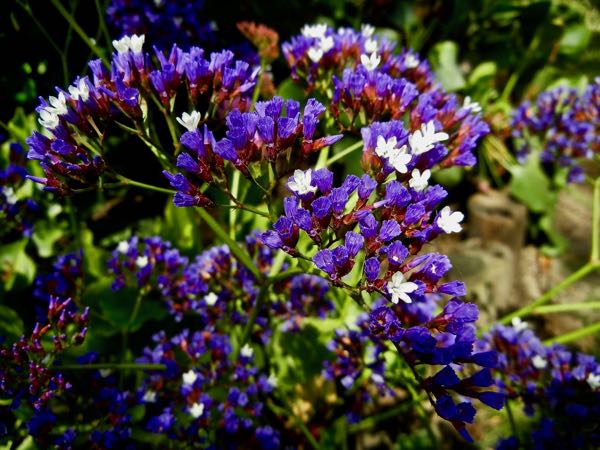 Limonium sinuatum