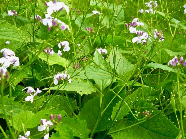 Lunaria rediviva