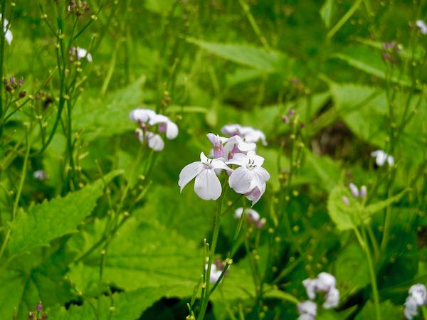 Lunaria rediviva